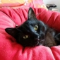 Cherche catsitter