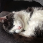 Caline cherche une pet friend