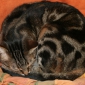 Recherche de Garde pour mon chat du 16 au 25 aout