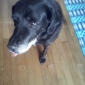 Garde de mon chien