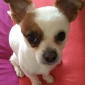 Recherche Garde pour notre petit chien Cookie (DogSitter)