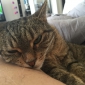 cherche petsitter pour un chat de 2 ans