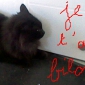 Recherche une personne sérieuse pour garder notre chat