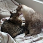 Besoin de faire garder mes 2 chats