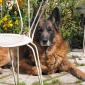 Urgent pour garder Ulysse Berger Belge 12 ans