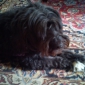 Cherche personne aimante pour chienne 15 ans