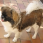 Recherche Petsitter pour garder à la journée mon chien