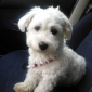 Cherche Petsitter pour Naya