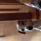RECHERCHE UNE PERSONNE POUR GARDER MON PETIT CHIEN