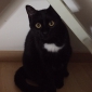 Cherche pet sitter 2 semaines en octobre