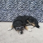 garde chien pour 10 jours, urgent!