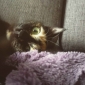 Garde de chat