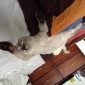 Garde chat