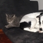 garde chienne 2 ans
