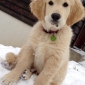 golden retriver vances hiver