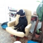 cherche personne pour garde labrador sept 2015