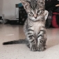 Garde chaton de 3 mois