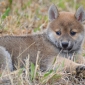 cherche personne de confiance pour shiba inu 3 mois