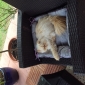 Cherche pet-sitter pour 1 mois