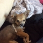 Bebe chihuahua pour environ 12 nuits par mois