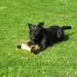 garde d'un chien