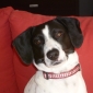 cherche pet- sitter pour mon toutou