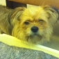 dogsitter