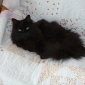 garder une chatte