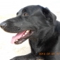 Pet-sitter pour Fripouille