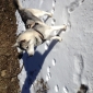 Urgent je recherche un gardiennage pour mon Husky