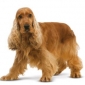 Cocker spaniel 7 ans
