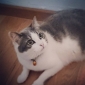 Recherche =^_^= CAT SITTER =^_^= attentionnée