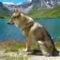 GARDE chien loup tchequoslovaque