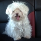 Petite chienne Bichon Toy cherche Baby sitter affectueuse