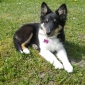 garde de chien