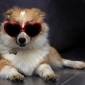 Cherche gardienne pour mon Chiot