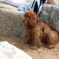 garde de chien
