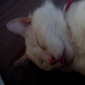 Garde de mon chat pensant les vacances de Toussaint
