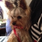 Garde de chien
