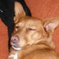 Cherche dog sitter serieux