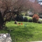 Recherche personne de confiance pour prendre soin de lapins