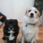 cherche garde de deux chiens.