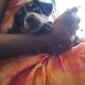 Besoin d'un pet-sitter !