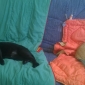 Rendre visite à 2 chats pour les fêtes de fin d'année