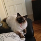 Recherche Garde Chat à domicile en Decemnbre