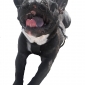 Looking for dog sitter over the Christmas holidays
