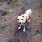 Petite chienne créole à garder