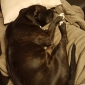 Garde de deux chiens, à domicile ou non