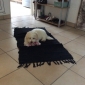 Pet-sitter