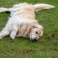 golden retriever à garder